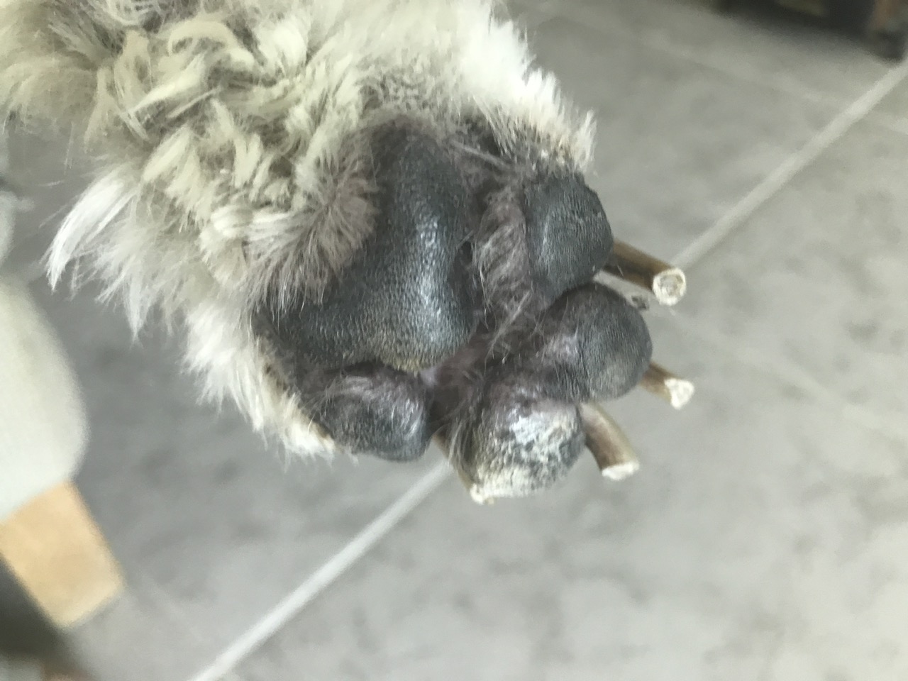 Macro of white dog paw stock image. Image of paws, sheep - 84600815