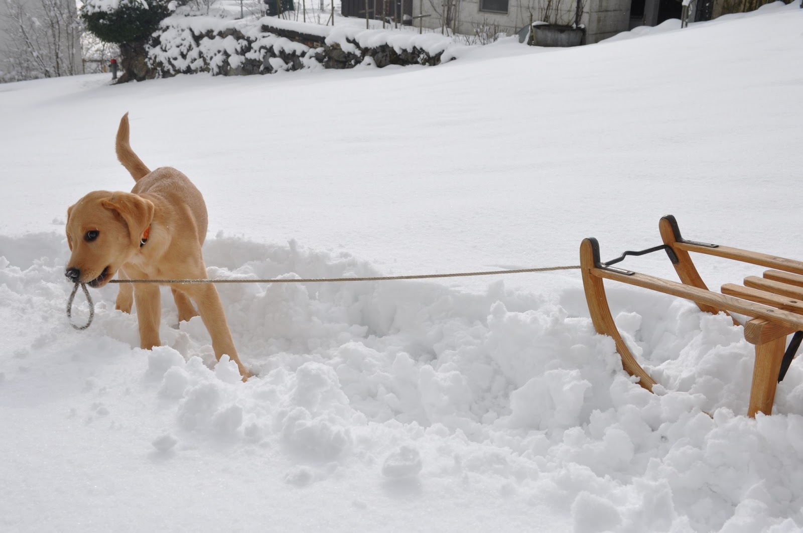 My Labi Die 7 Wege zur Motivation des Hundes (4. Teil)