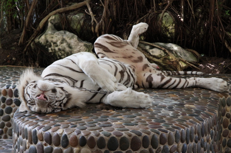 Белый тигр в Таиланде
