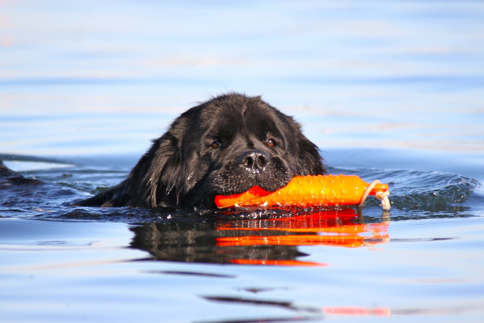 Newfoundland Breed Profile Australian Dog Lover