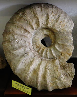 Ammonite fossil drag mark evidence Genesis Flood