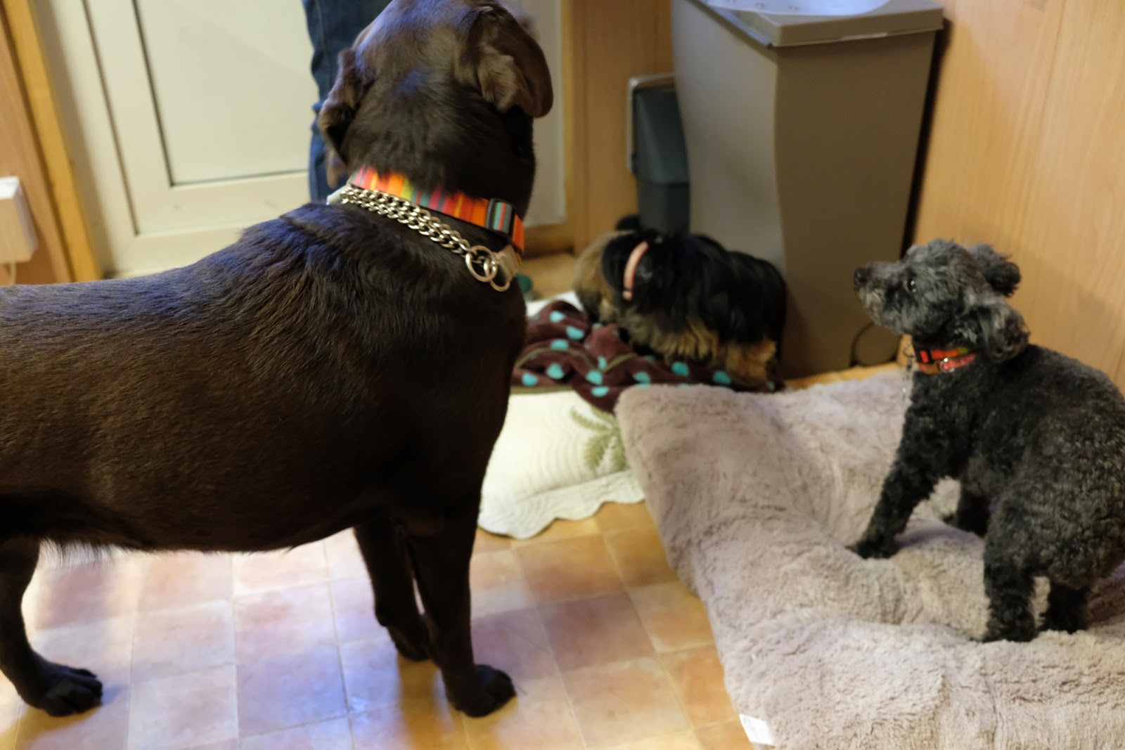 Pet Hotel 11 お庭番のブログ 犬とたわむれる奇跡のオオカミ Romeo に起きた悲劇