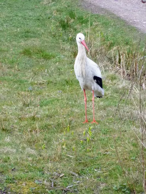 Favorite Parks in Amsterdam: Stork at Vondelpark