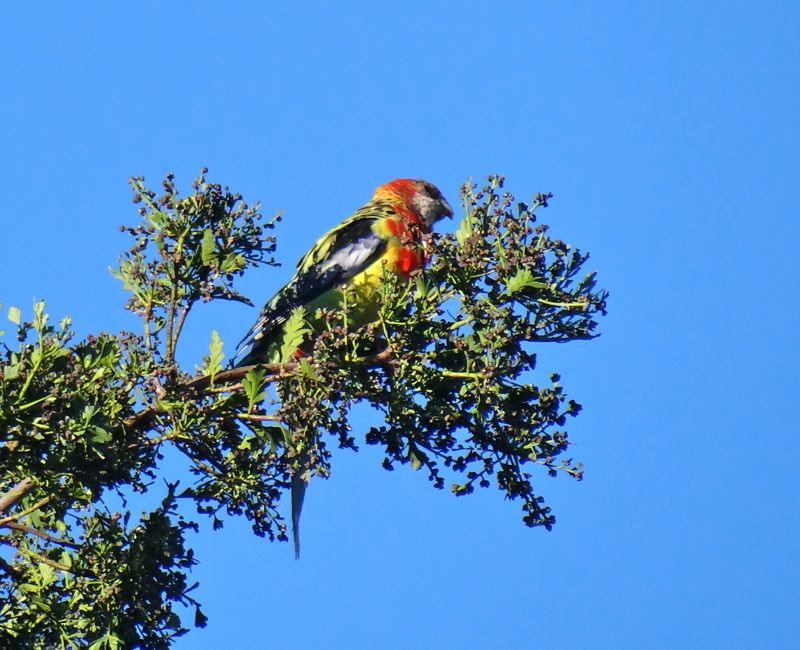 A Hebridean in New Zealand Eastern Rosella