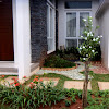 Desain Taman Depan Rumah Minimalis Type 36