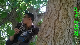 الحسينى محمد , الخوجة, بركة السبع,المنوفية,التعليم,المعلمين,فوائد أكل التوت,التوت,العلاج الطبيعى الحسينى محمد , الخوجة, بركة السبع,المنوفية,التعليم,المعلمين,فوائد أكل التوت,التوت,العلاج الطبيعى