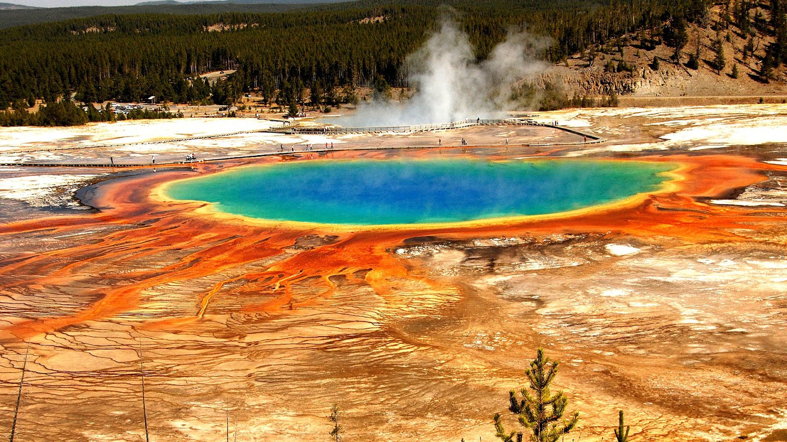Yellowstone fires of 1988 Yellow Choices