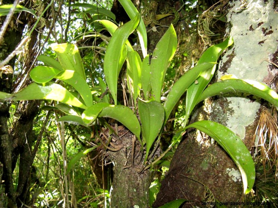 Orchids  Lamberdebies Blog