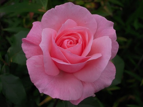 gambar bunga indah juga cantik - Wara Warta