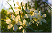 White Morning Flowers