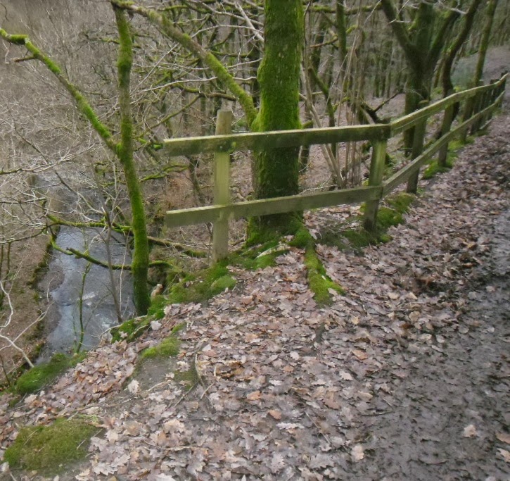 Pat Papertown 2 Carr Wood, near Ashworth Valley