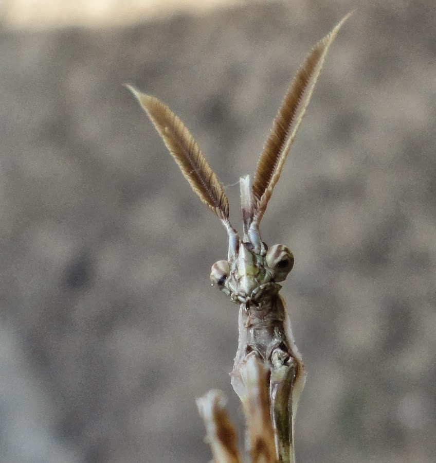 EMPUSA PENNATA