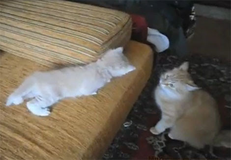 Video : お母さんネコと子ネコ