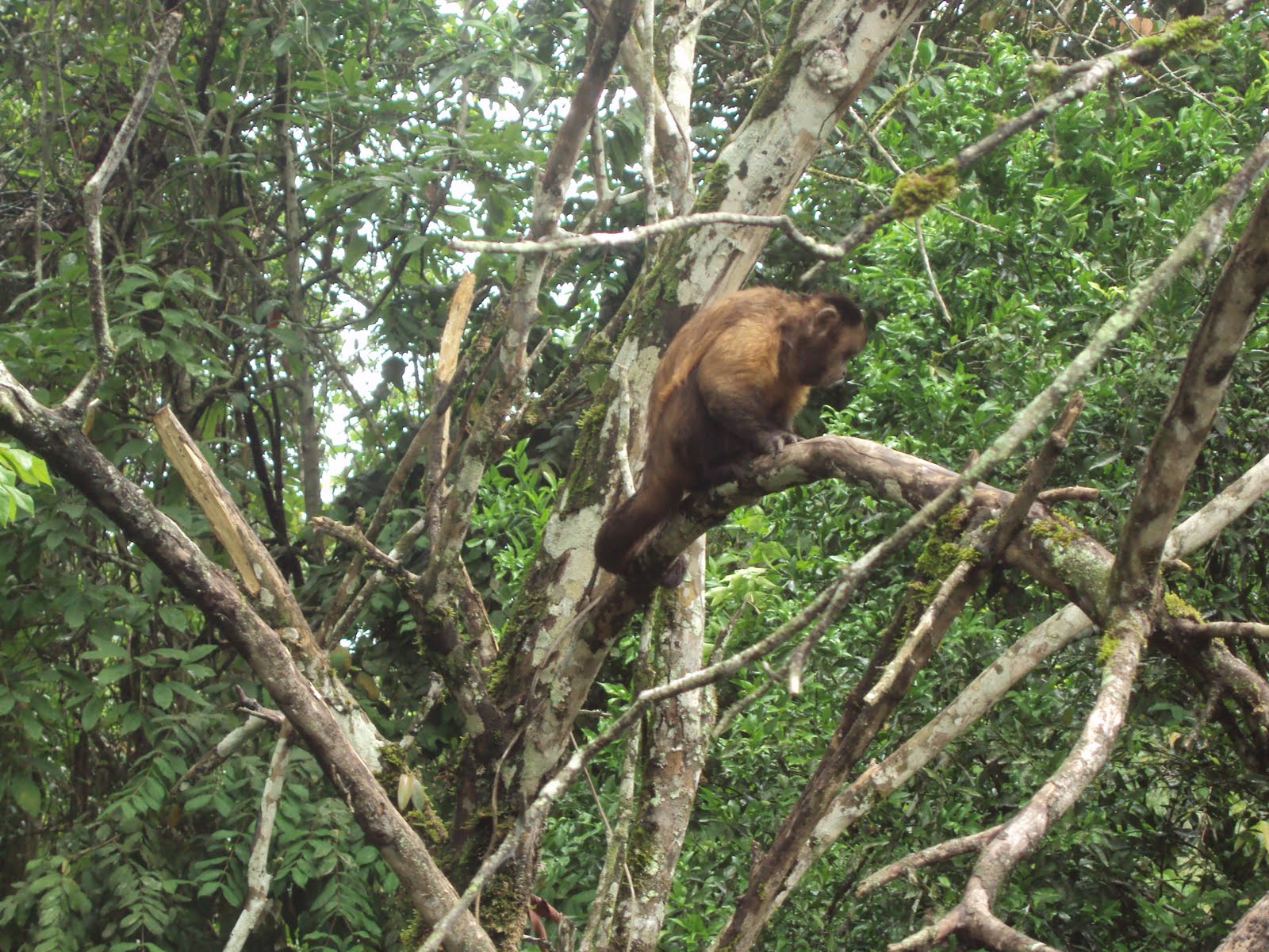 SELVA