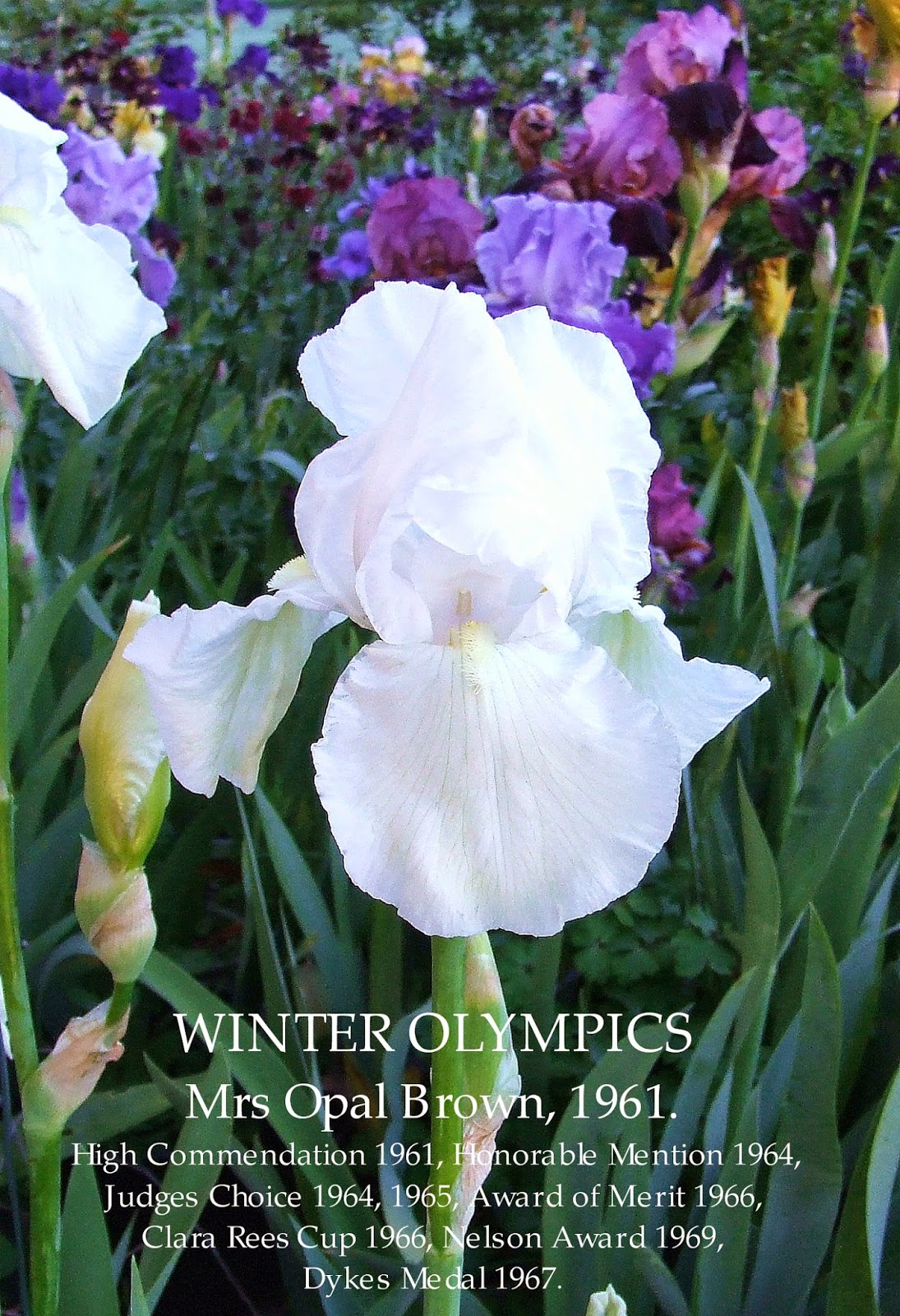 Tall Bearded Iris WINTER OLYMPICS HERITAGE IRISES