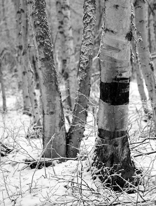 Unexpected Snow this morning at Creamer's Field
