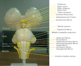 Anatomy Made Easy : Brainstem -Neuroanatomy-