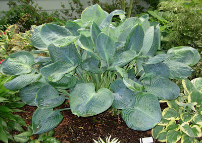 utan stängsel - Peter Gaunitz Landskapsdesign: Världens största funkia