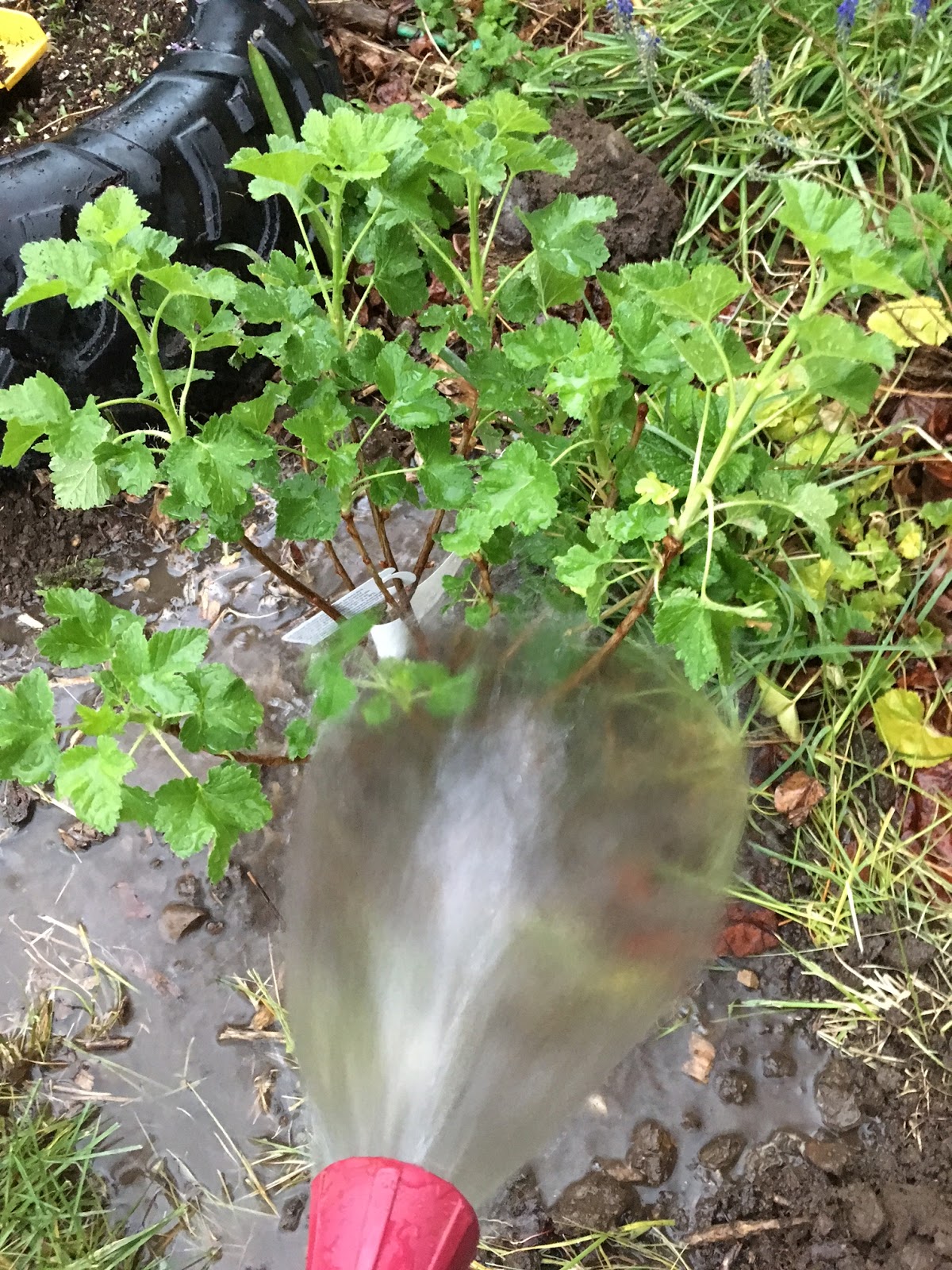 COHorts Plantin' in the Rain I'm Plantin' in the Rain