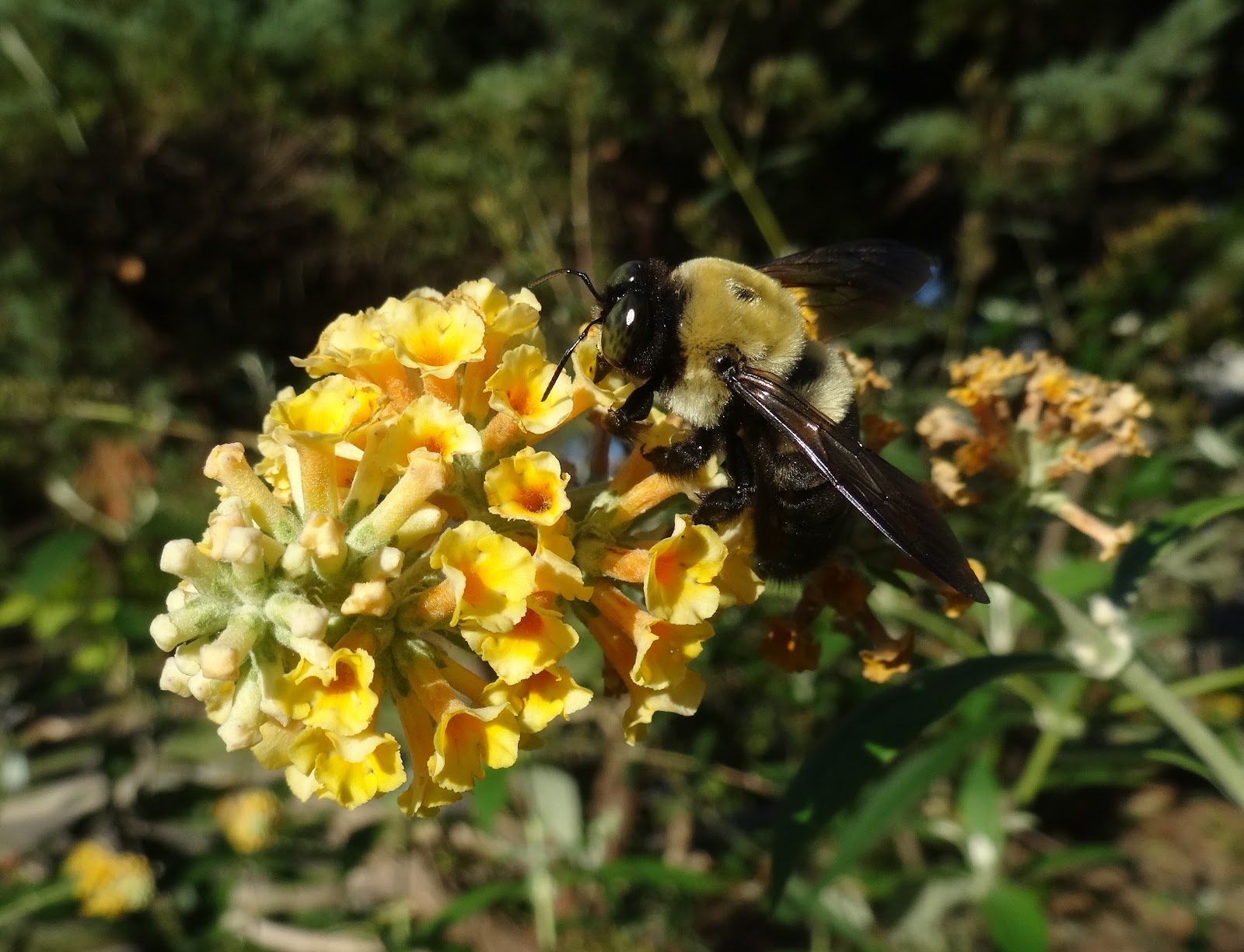 Love, Joy and Peas: Bees and Butterflies on Butterfly Bushes