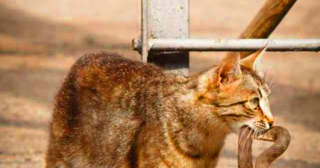 Cats With Fine Short Hair Crossword Cats With Fine Short Hair Crossword