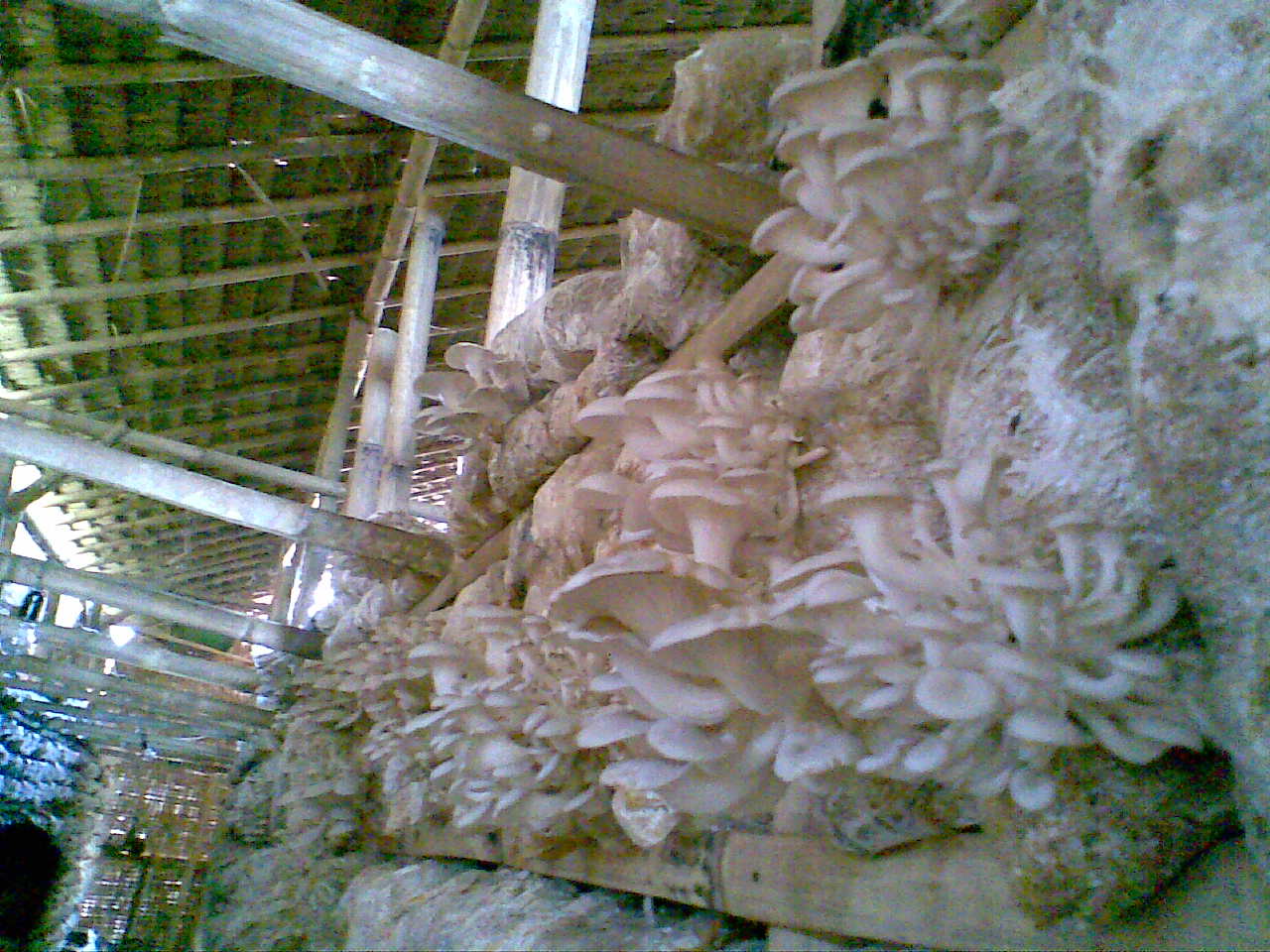 Jual Bibit Jamur Merang