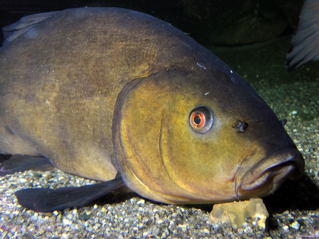 Artes de Pesca: VAMOS A PESCAR TENCA