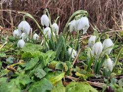 Snowdrops this winter