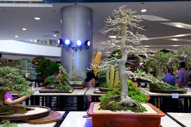 Cotton tree bonsai