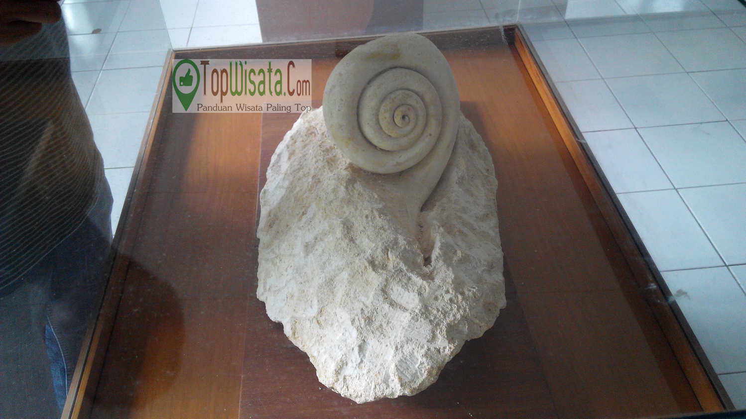 Fosil Kerang Purbakala Di LIPI KarangSambung - Museum Batu Cagar Alam Geologi Kebumen Yang Mendunia