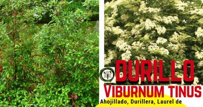 El Blog De Chicho Viburnum Tinus Barbadija O Durillo
