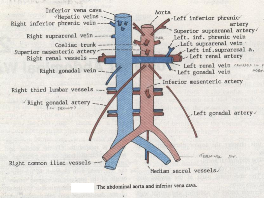 The Veins Geoffrey E Reed Life