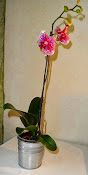 Storczyk różowy