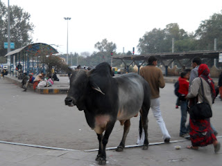 Буйвол на улице в Индии