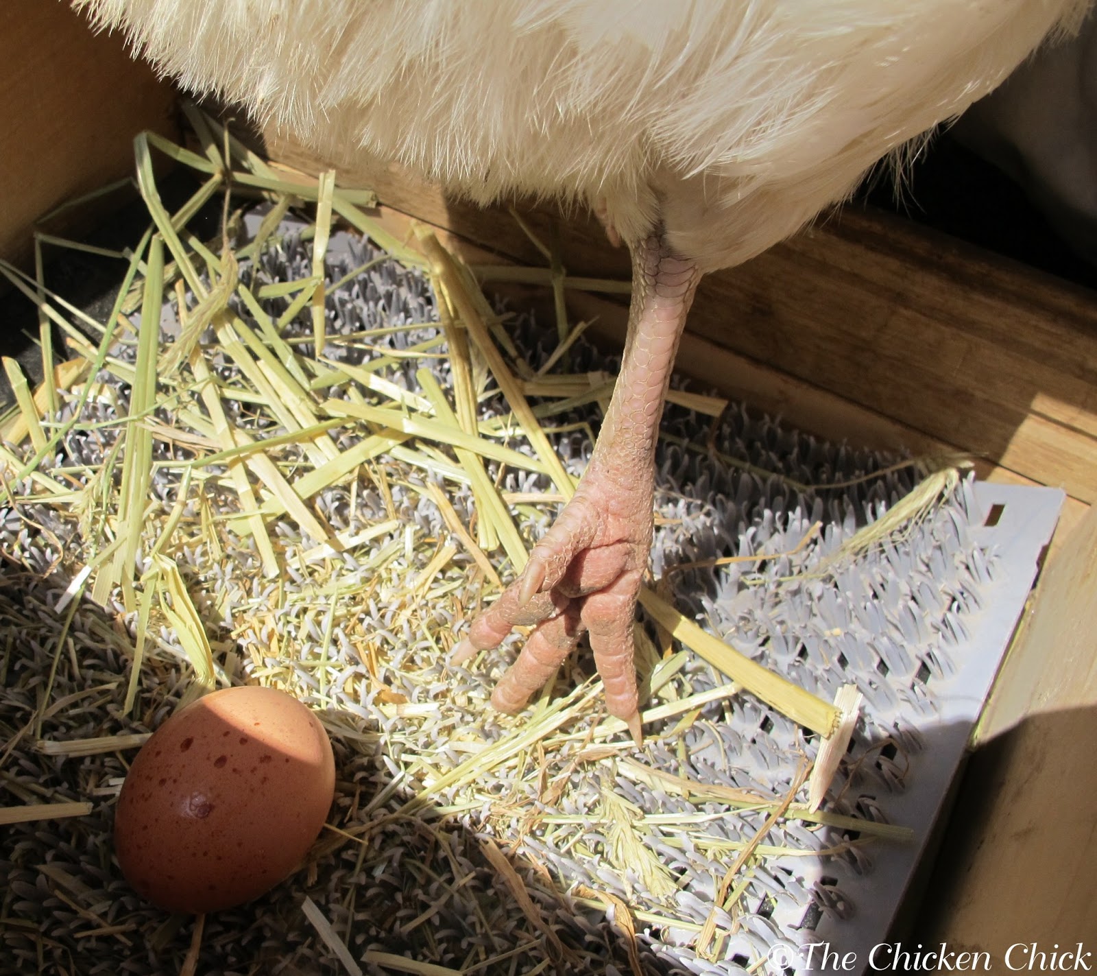 Noled Best How to clean chicken coop eggs