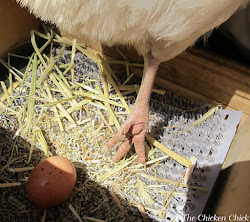 chicken boxes nesting nest chickens eggs clean backyard coop chick material sleeping chicks laying they feet mud sleep litter into