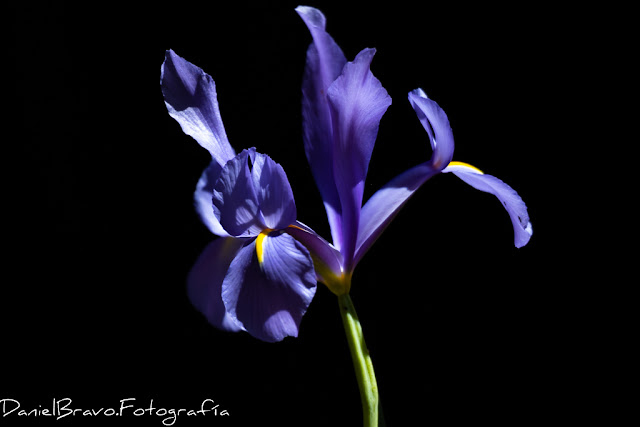 Lirio del peregrino de color violeta intenso sobre fondo negro en el Parque Nacional de Doñana