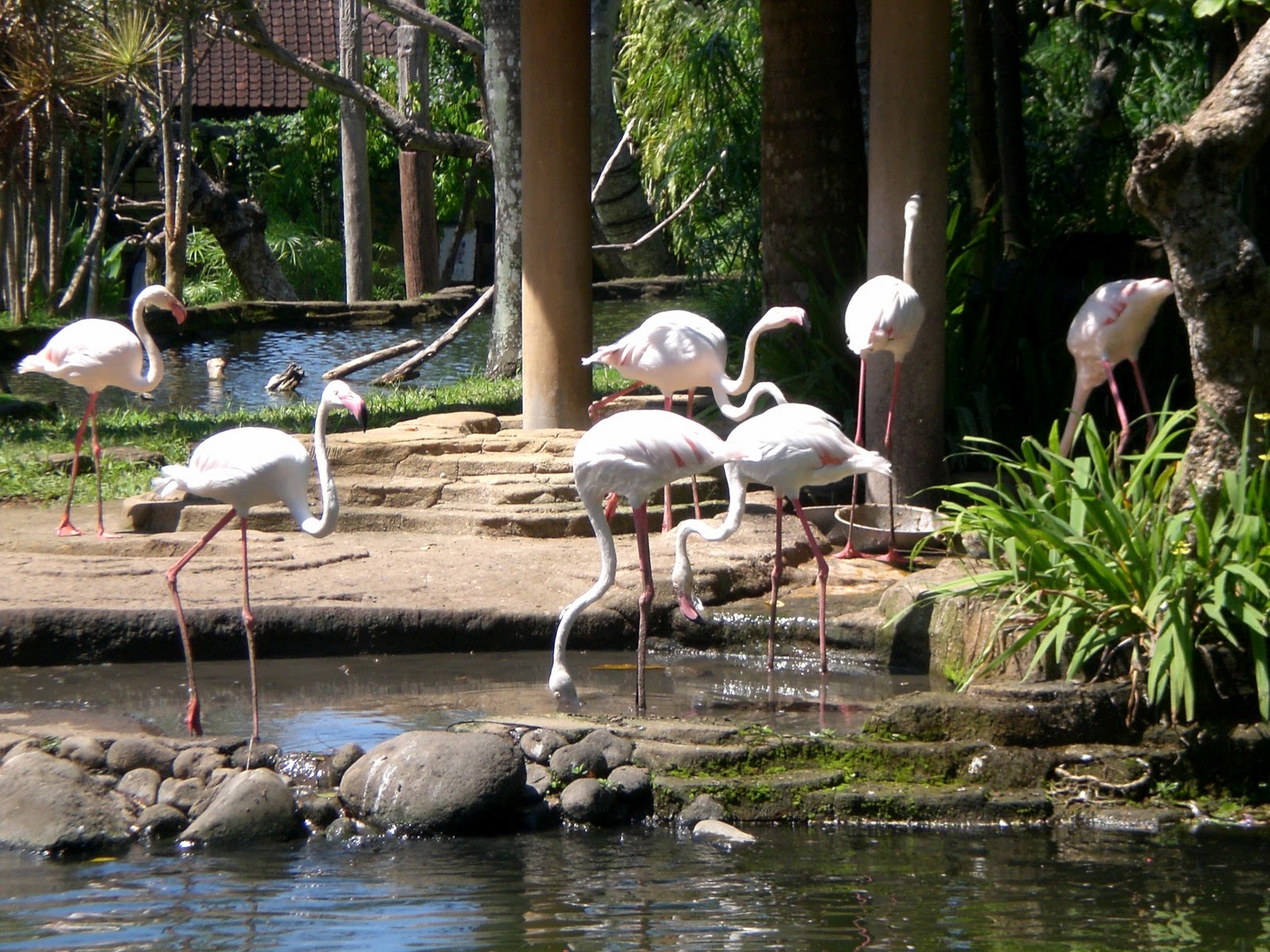 Bali Bird Park