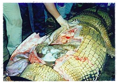 Gambar Buaya di Kepulawan Indonesia | Dunia Binatang