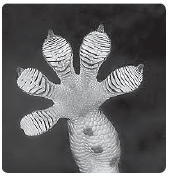 Image result for guratan kaki cecak