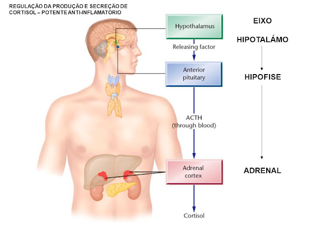 Resultado de imagem para HARMONIZAÇÃO DO HIPOTÁLAMO E HIPÓFISE