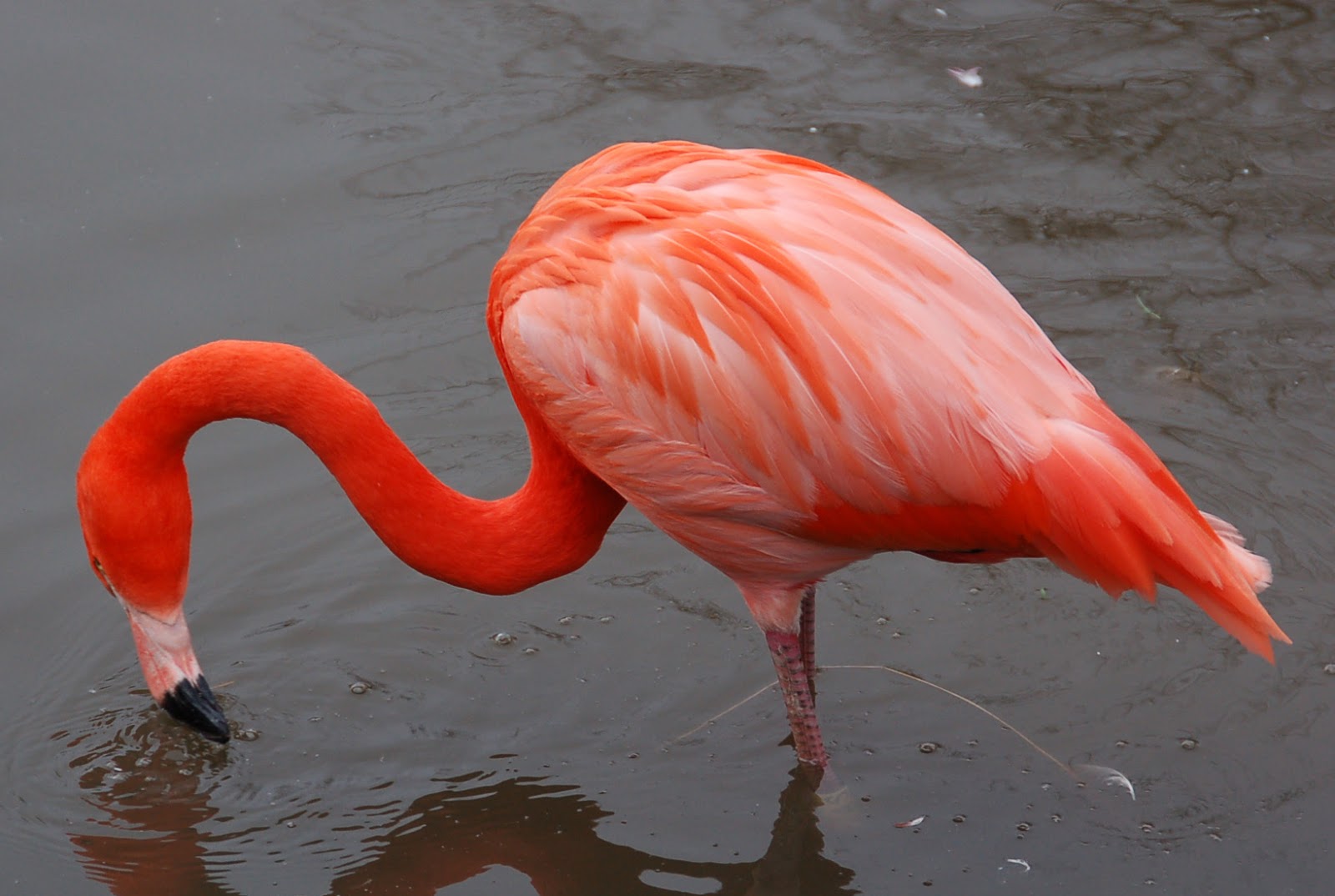 Flamingo Bird Basic Facts & Beautiful Pictures Beauty Of Bird