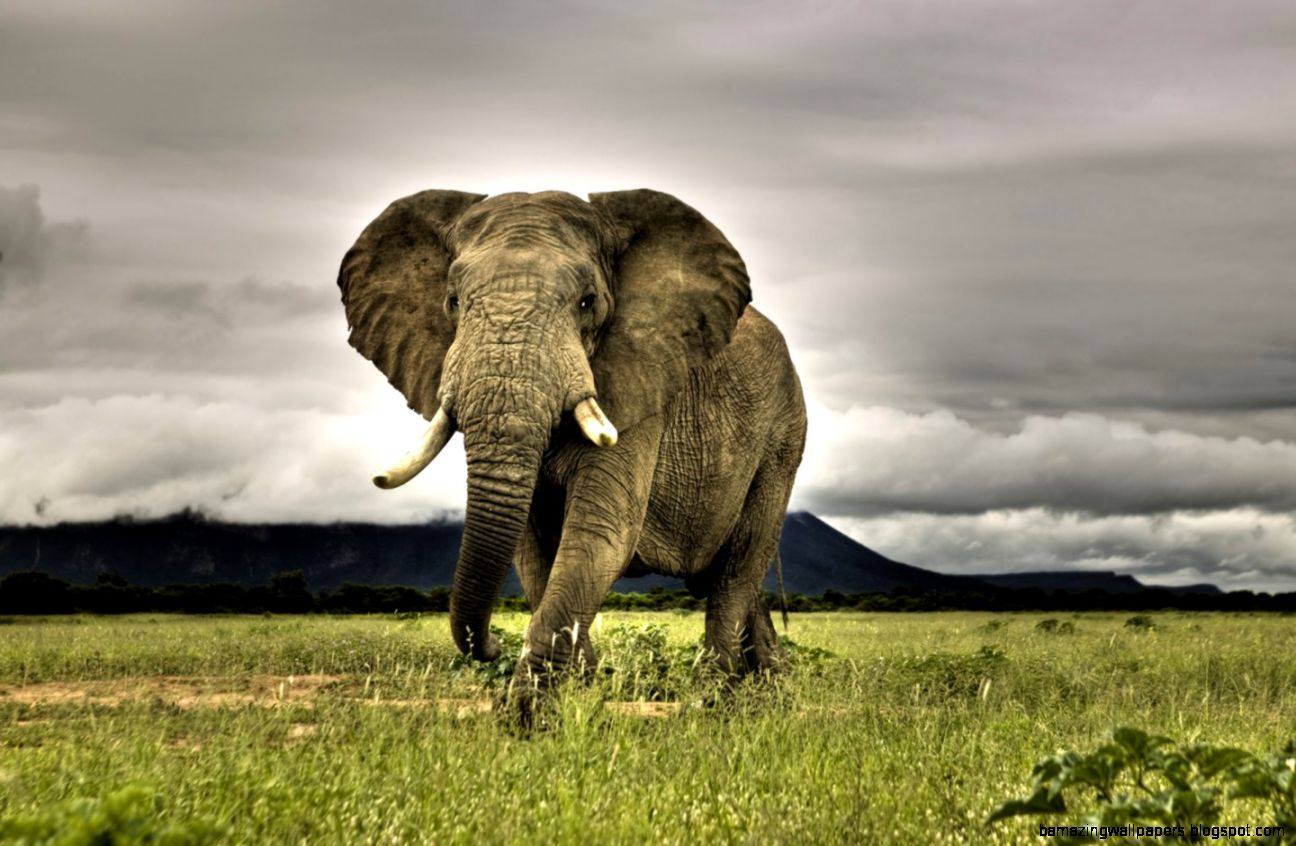 Elephant in South Africa Wallpaper   Venuris – Desktop HD Wallpapers