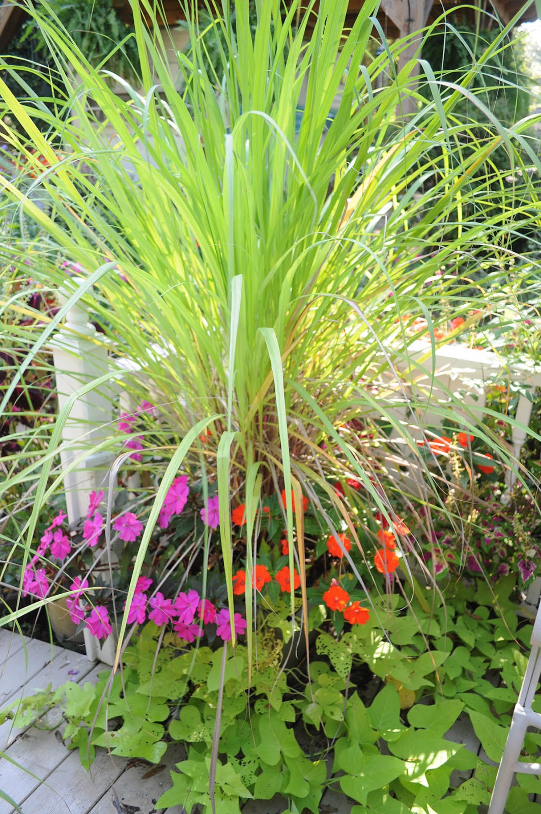 Pantry Keeping Edible and Medicinal Landscaping Lemongrass