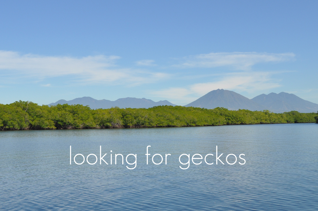 looking for geckos