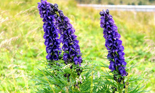 Энергия и магия лекарственных трав: где и как использовать, Энергетические магические и обережные свойства растений: где и как использовать, талисманы и обереги, народные поверья, как очистить дом с помощью растений, http://prazdnichnymir.ru/