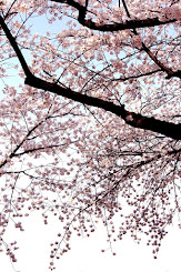 Cherry Blossoms, Korea 2015
