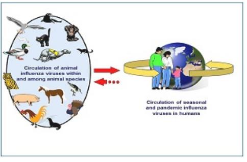 Avian Flu Diary: Upcoming COCA Call: Drivers of Infectious Diseases