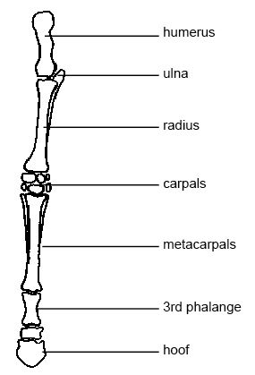 Horse Life and Love: A - Z of Bones and Cartilage. horse of a skeletal system diagram to label 