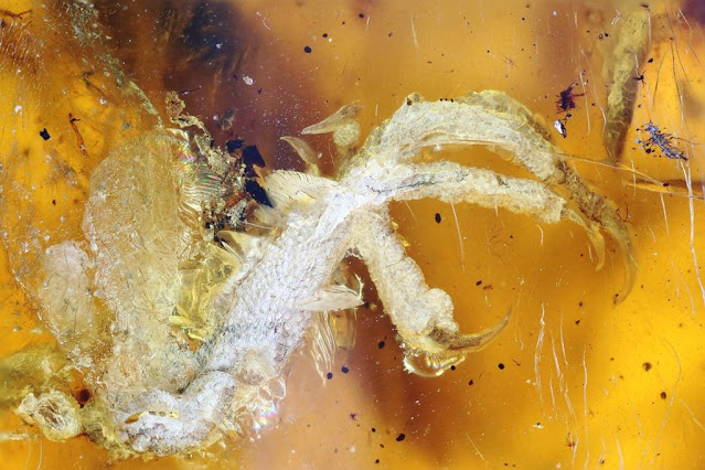 This 100-Million-Year-Old Bird Trapped in Amber Is The Best We've Ever Seen